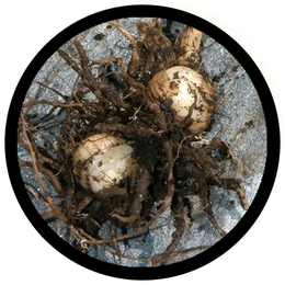 Certifiation in Professional Rootwork